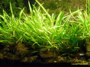 Dwarf Sagittaria